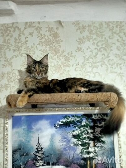 Мейн-кун