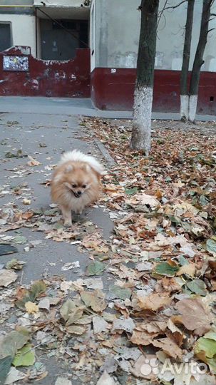 Шпиц померанчик на вязку