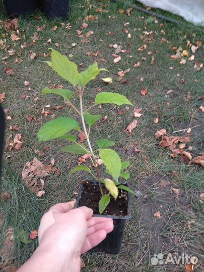 Гортензия древовидная Кандибелле Маршмэллоу