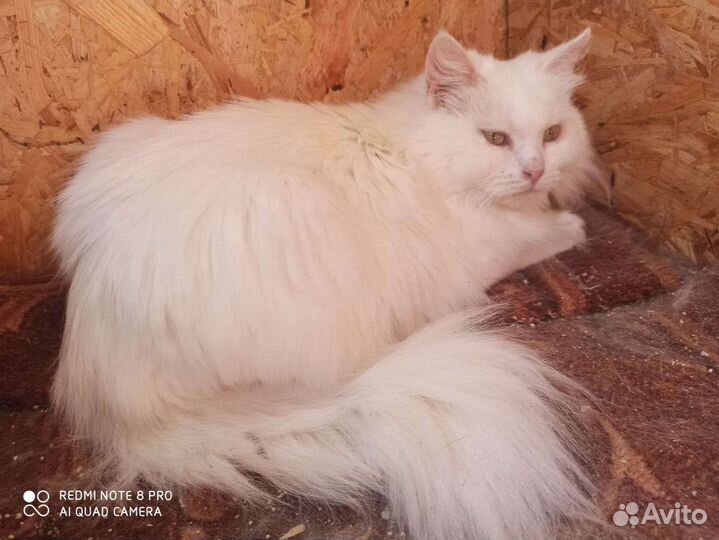 Шикарная белая кошка для хороших людей