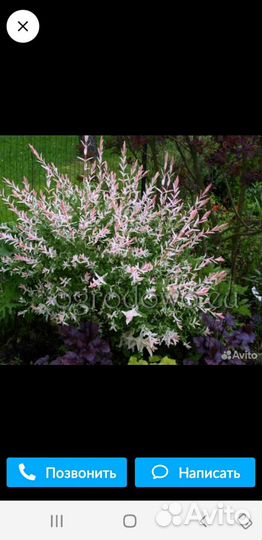 Ива Хакуро нишики