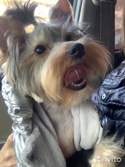 Йоркширский терьер вязка