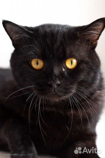 Британская