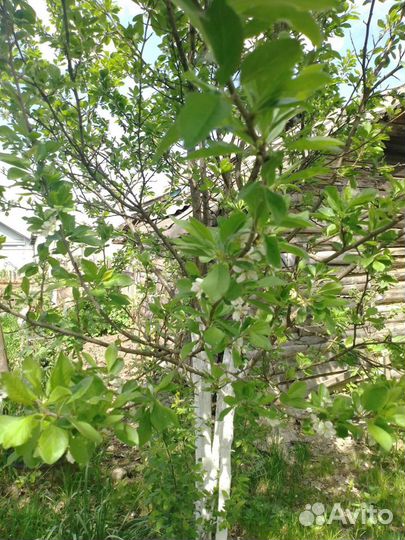 Слива желтая,крупная