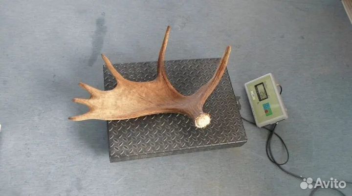 Рога лося и оленя