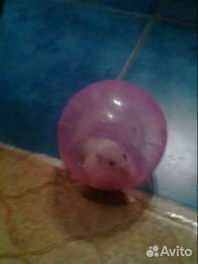 Передержка животных