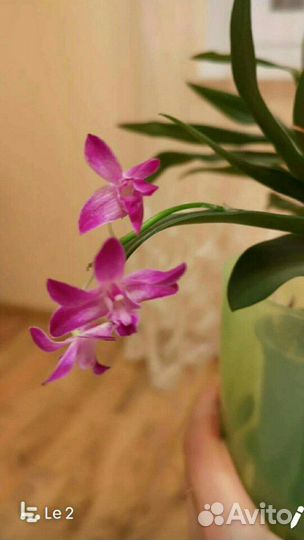 Орхидея денробиум