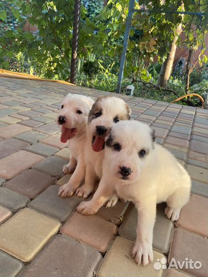 Продаются щенки алабая