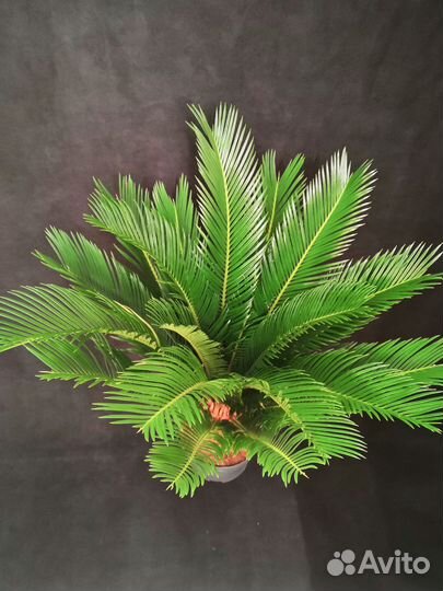 Пальма Цикас революта 17/70