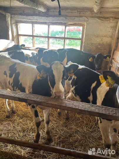 Отменные телята бычки с доставкой на транспорте