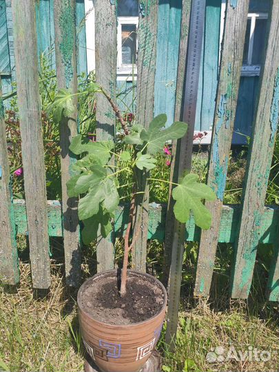 Домашние растения крупномеры 1часть