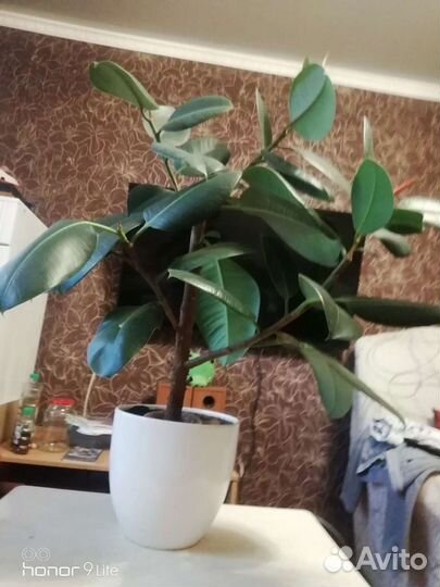 Комнатные растения цветы