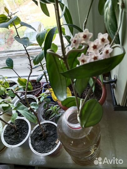 Эписция, толстянка,оксалис,руэллия