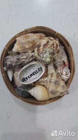 Ракушки