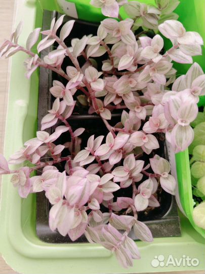 Традисканции : каллизия, зебрина, рэо, гибискус