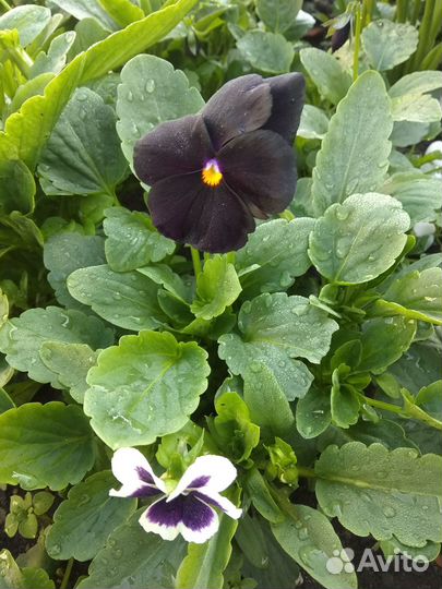 Рассада цветов виола