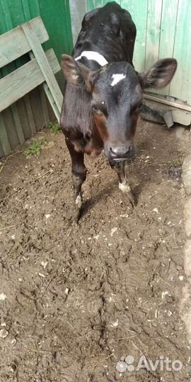 Теленок тёлочка