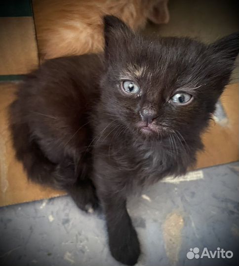 Котята