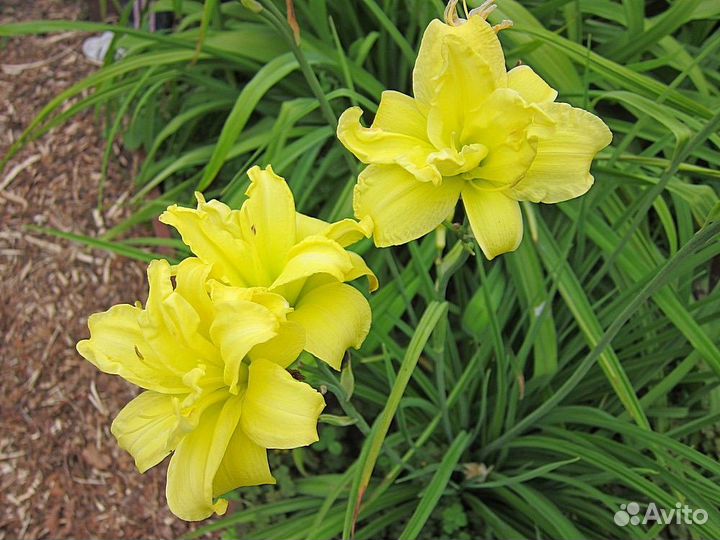 Лилейники желтый и красный