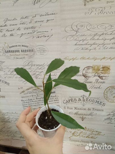 Фикус формозана