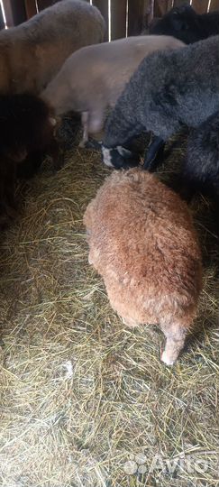 Бараны молодые на племя