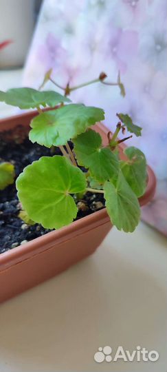 Комнатные домашние растения