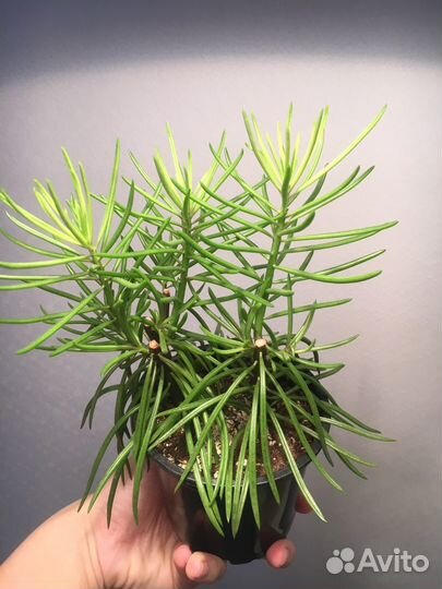 Крестовник Барбертоникус