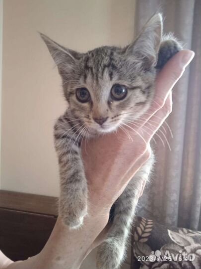 Кошка в дар бесплатно