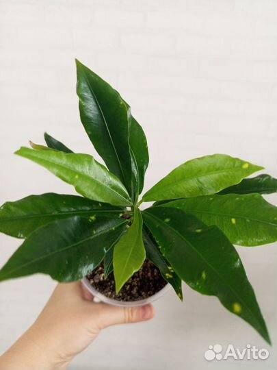 Кодиеум кротон в стакане 0.5 л