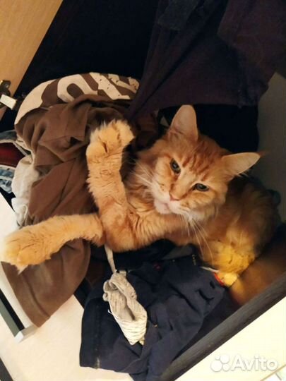 Отдаю мейн кун