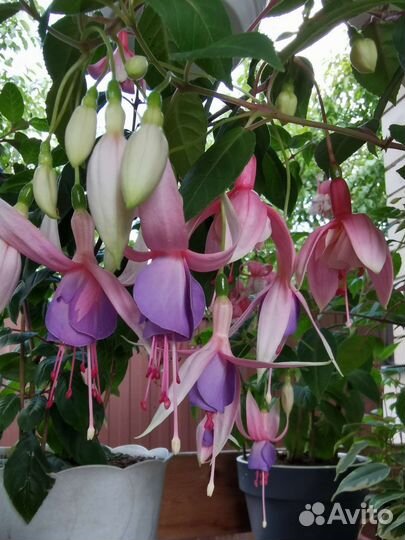 Фуксии сортовые