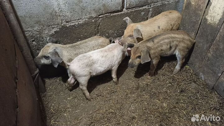 Помесь венгерской мангалицы и белой крупной