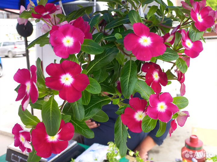 Продаю катарантус