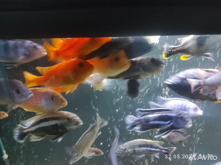 Малавийские цихлиды