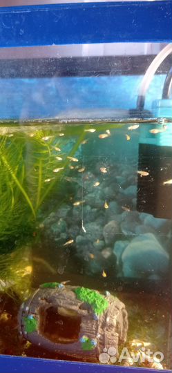 Мальки красной гуппи