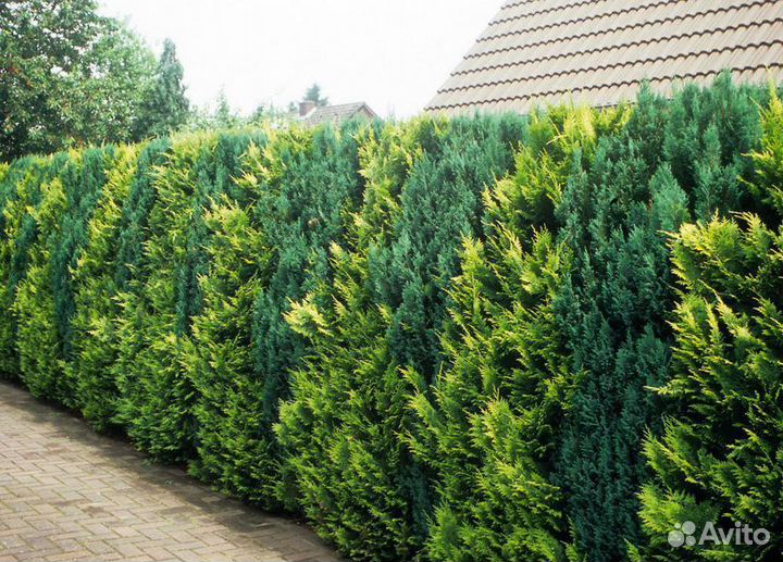 Туя Смарагд 1,8-2 м западная