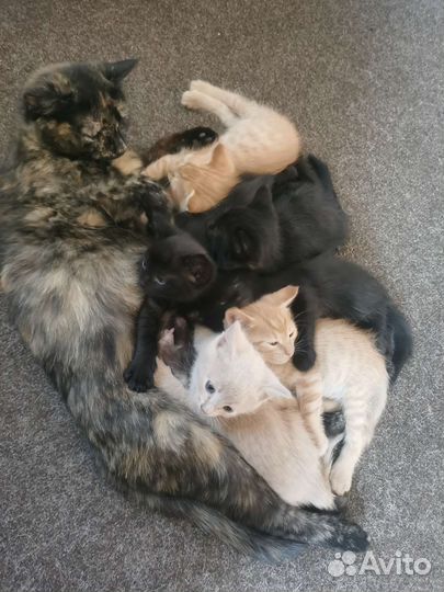 Милые котята