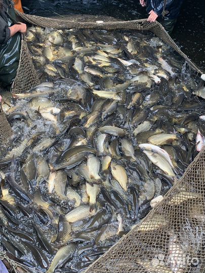 Живой Карп Карась Линь Форель Живая Рыба Малек