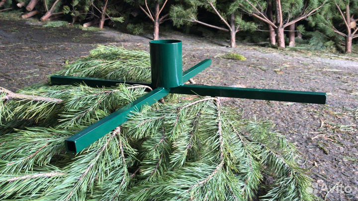 Ель сосна продажа