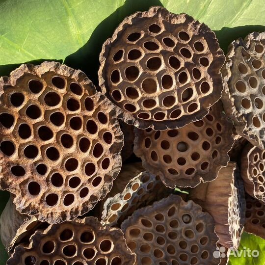 Лотос коробочки сухоцветы