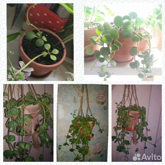 Пеперомии разных сортов