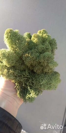 Ягель для Стабилизации Декора, и Интерьера