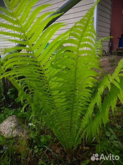 Папоротник