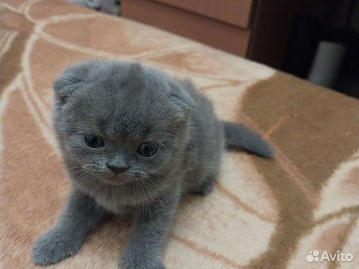 Британские вислоухие