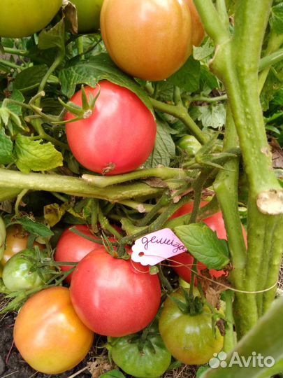 Рассада томатов