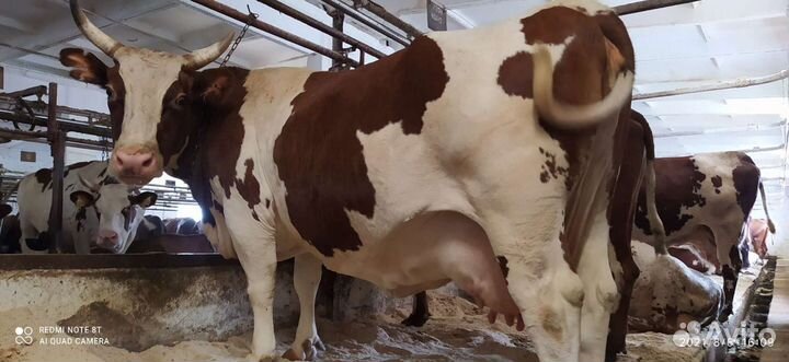 Бычки-Телки