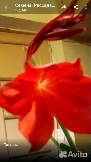 Гиппиаструм