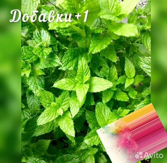 Мята сушенная