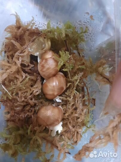 Улитки-малыши архахатины сп бенин альбино боди