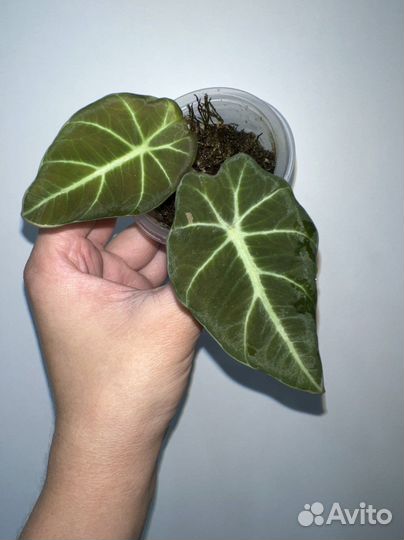 Алоказия Блэк Вельвет вар, белая принцесса